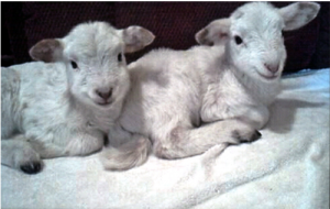 Alley's Twin Lambs